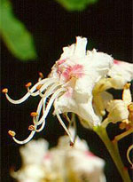 MSA AESCULUS HIPPOCA 50 ML - latuafarmacia.org