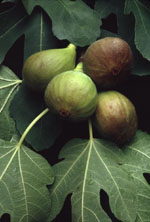 MSA FICUS CARICA 50 ML - latuafarmacia.org