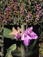 TSA SALVIA OFFICINALIS 50 ML - latuafarmacia.org