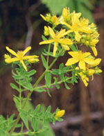 TSA HIPERICUM PERFORATUM 50 ML - latuafarmacia.org