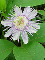 TSA PASSIFLORA INCARNATA 50 ML - latuafarmacia.org