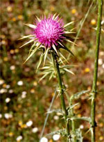 TSA SYLIBUM MARIANUM 50 ML - latuafarmacia.org