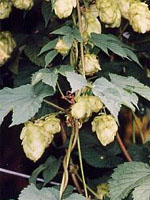 TSA HUMULUS LUPULUS 50 ML - latuafarmacia.org